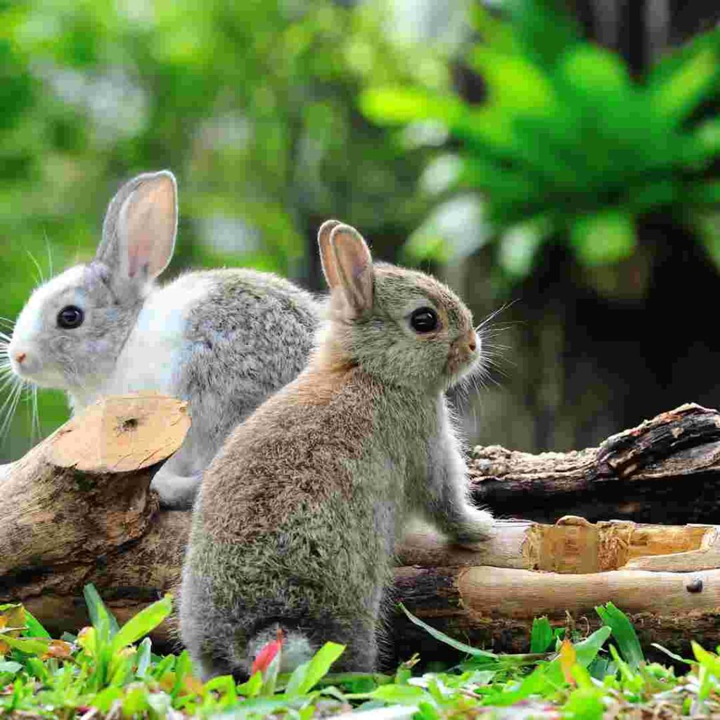 understanding-what-rew-means-in-rabbits-a-comprehensive-guide