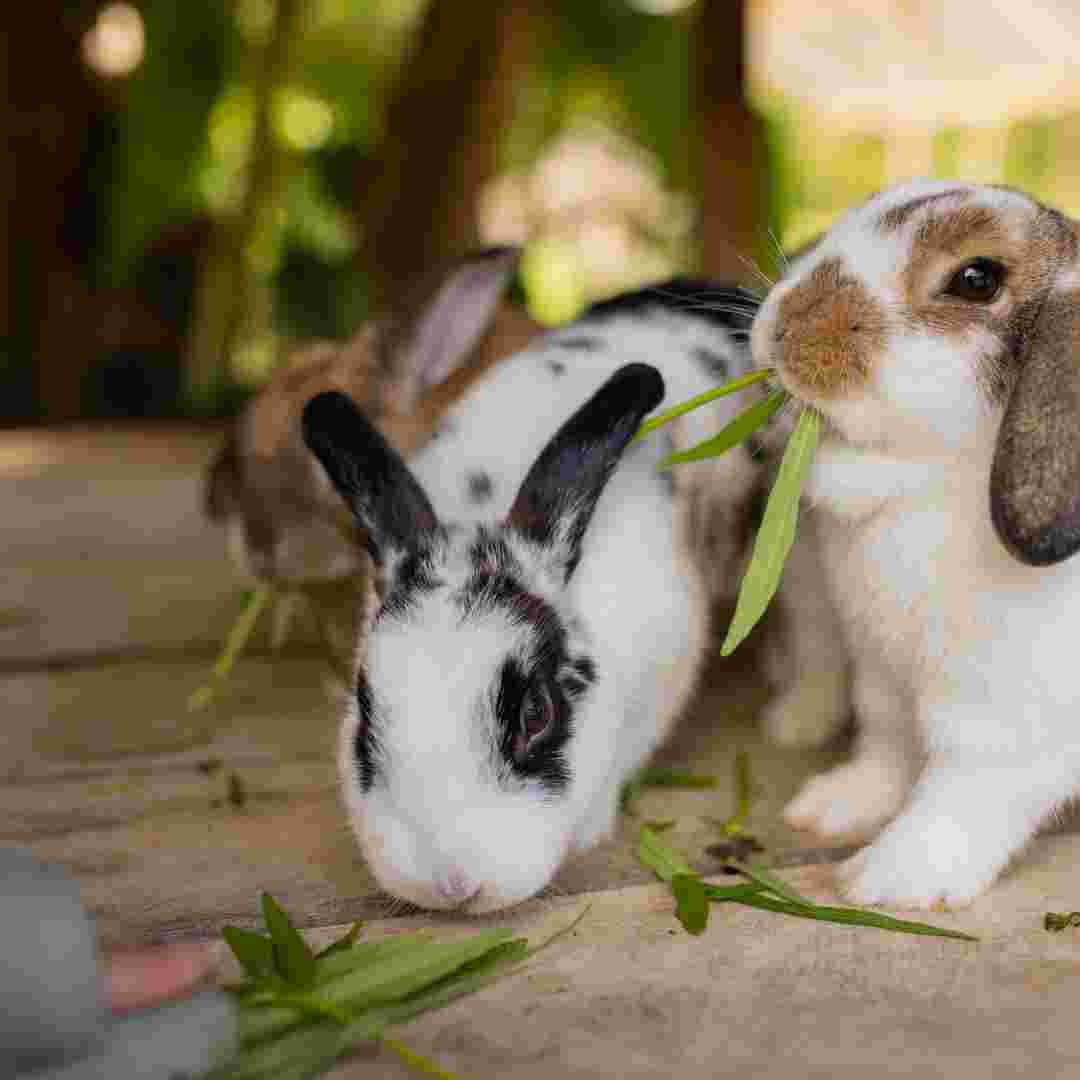 what to buy before getting a rabbit