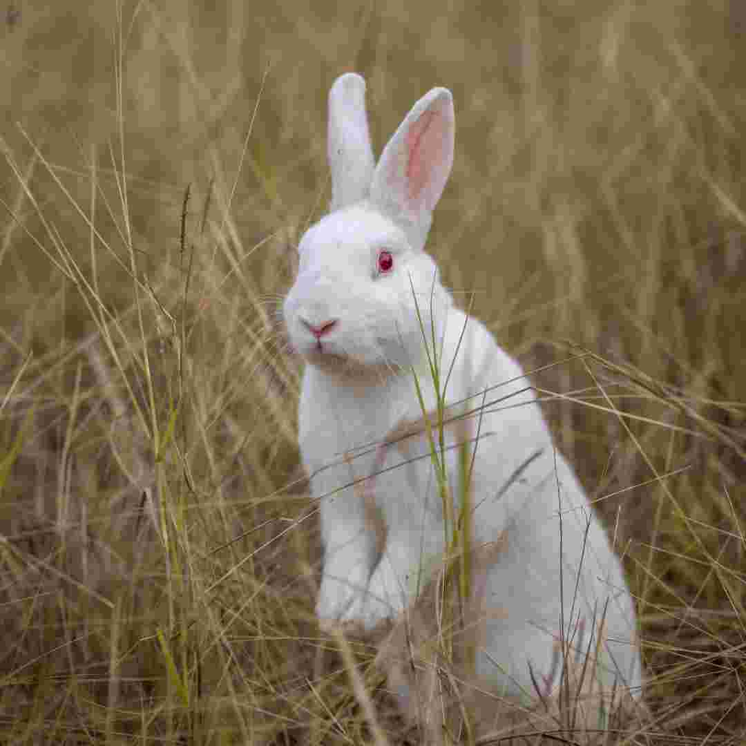 why is rabbit poop round