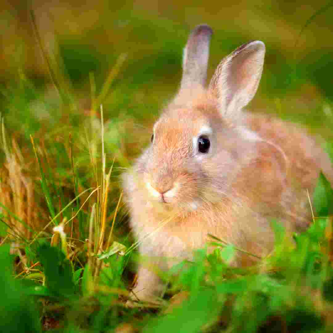 Is Rabbit Pee Orange? Understanding Rabbit Urine Colors