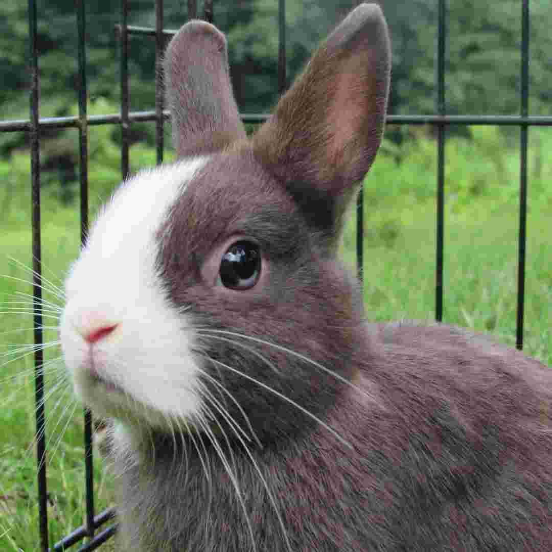 Can Rabbits Transmit Rabies? Exploring the Risks and Facts