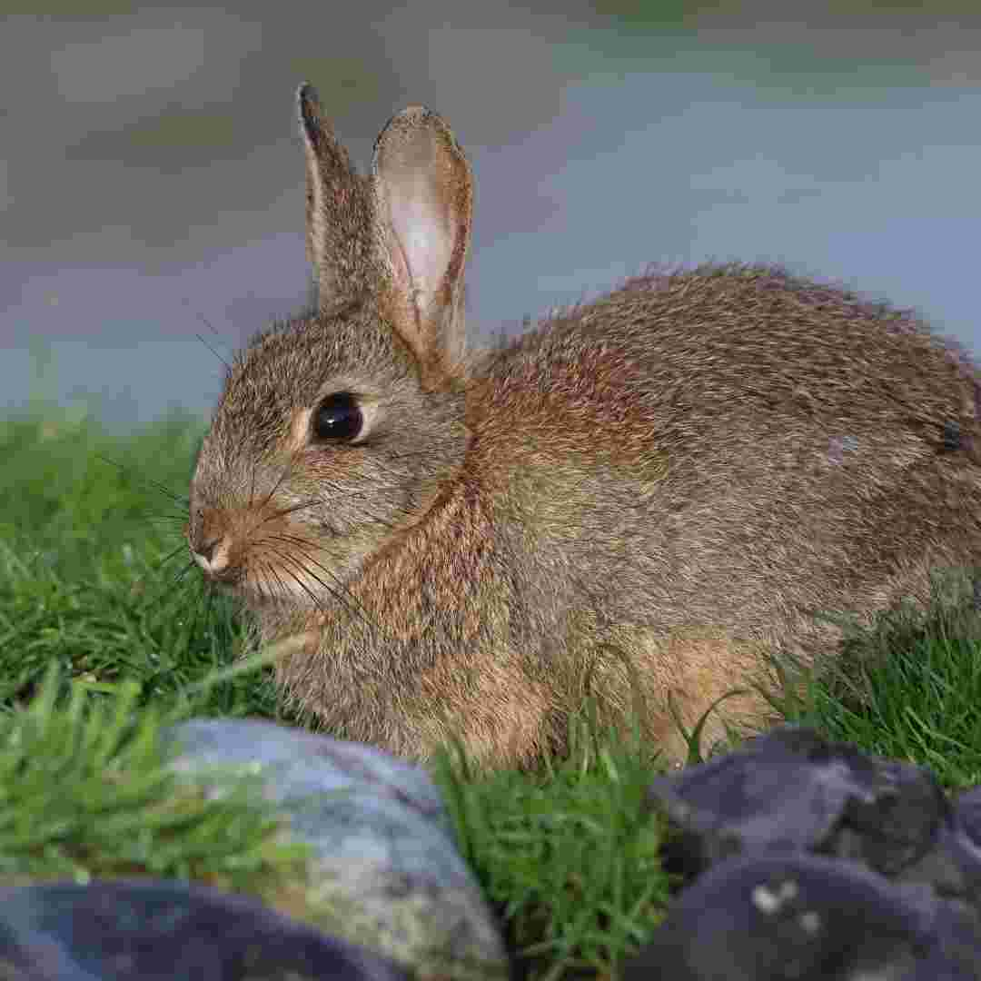 do you need to clean rabbit scent glands