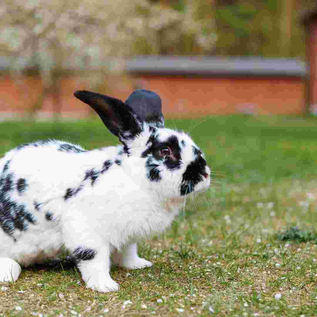 do you need to clean rabbit scent glands