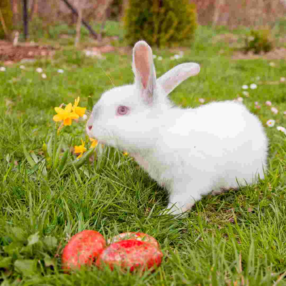 how much does a pet rabbit cost