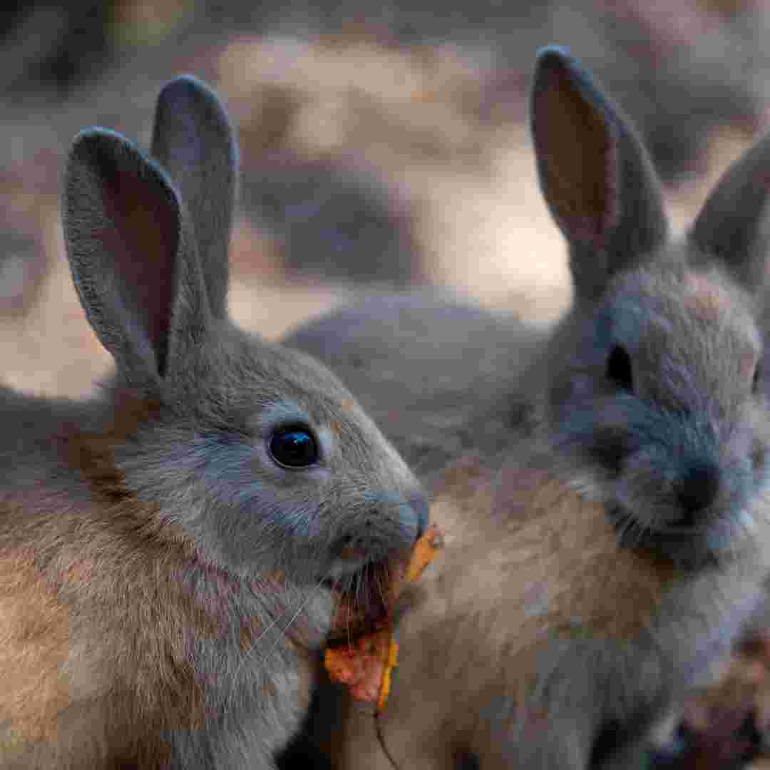 can rabbit cause allergy