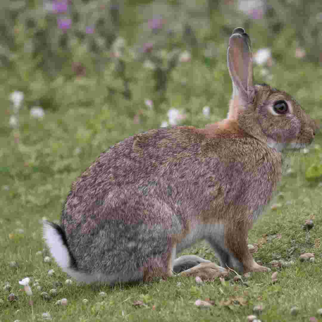 can rabbit cause allergy