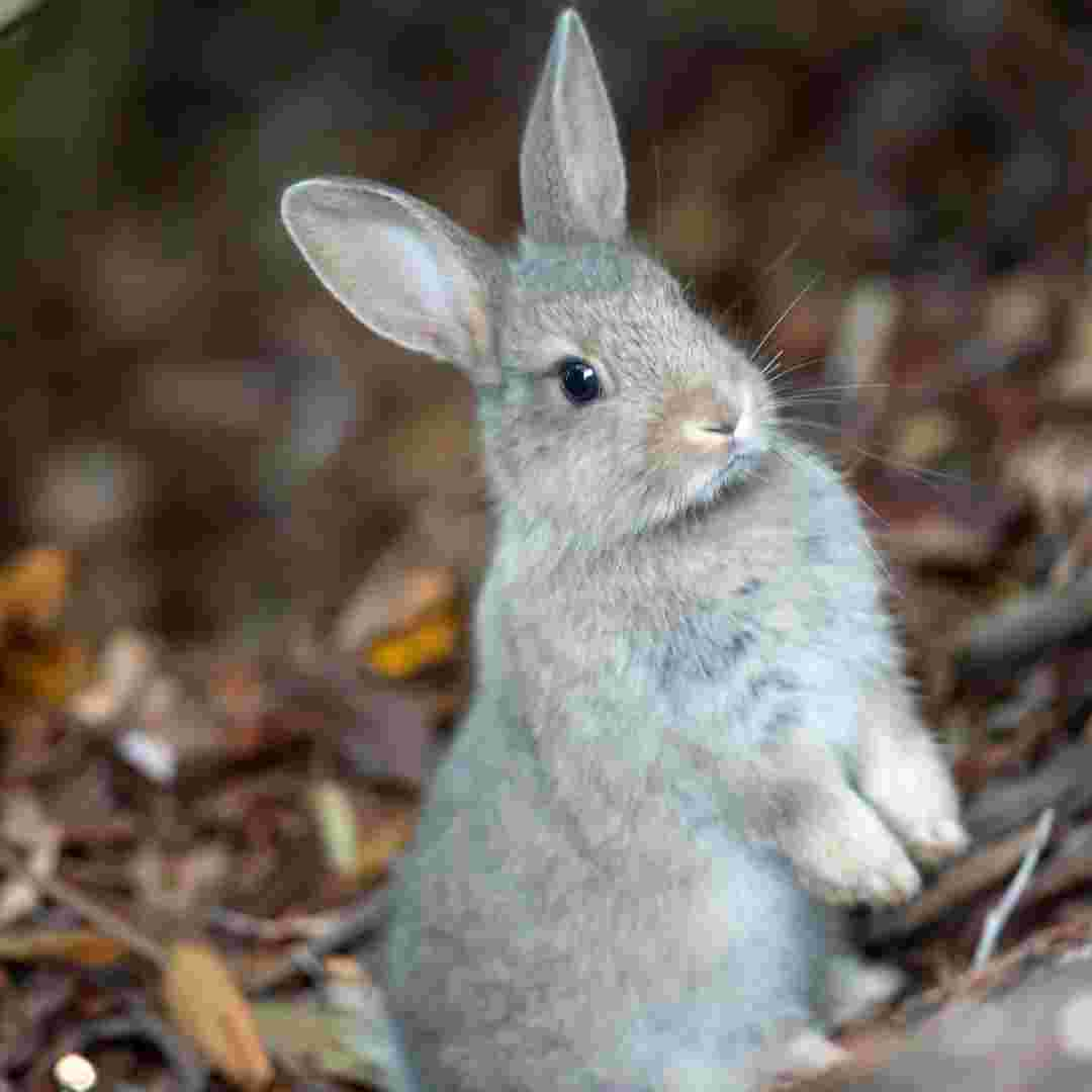 Rabbit vs. Jackrabbit: What Sets Them Apart?