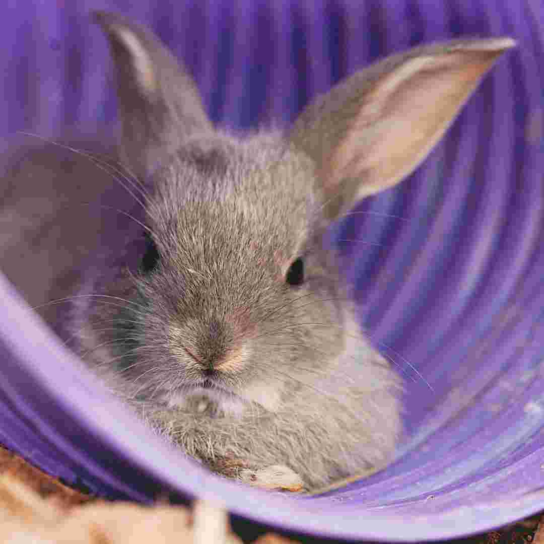 what causes rabbit gi stasis