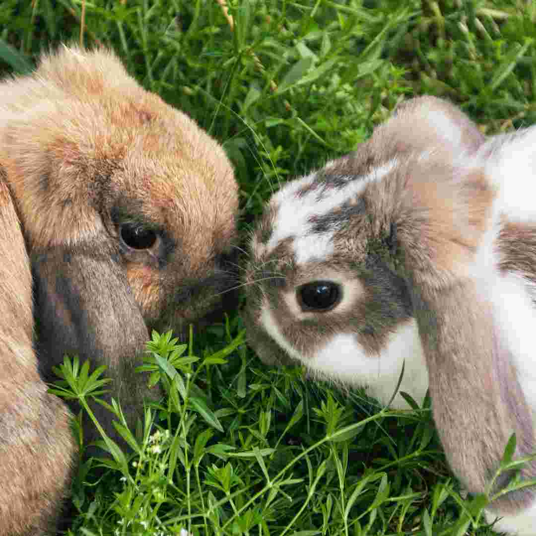 do rabbit need sunlight