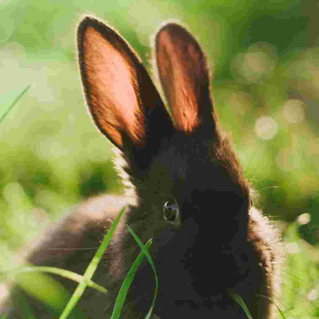 is rabbit poop good for gardens