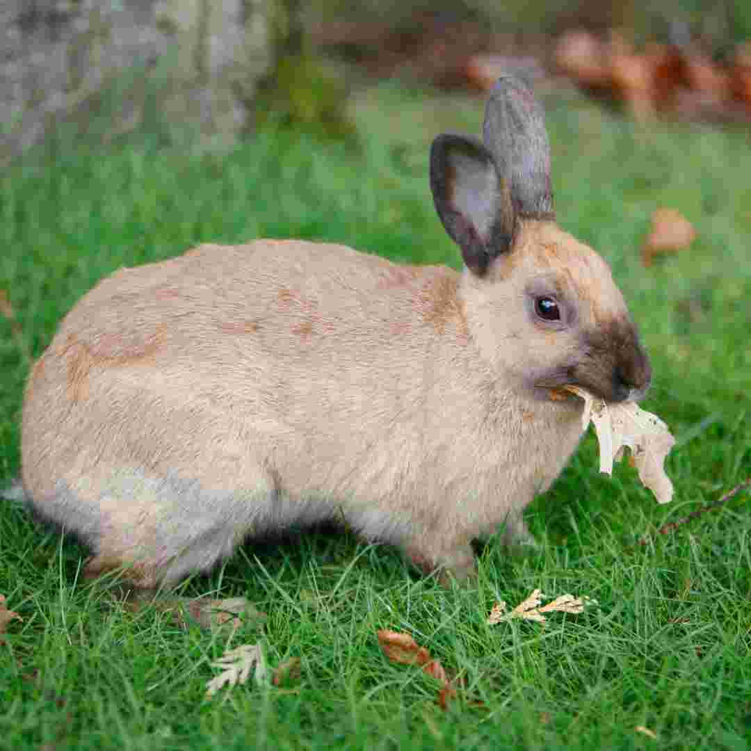 do you need to bathe rabbits