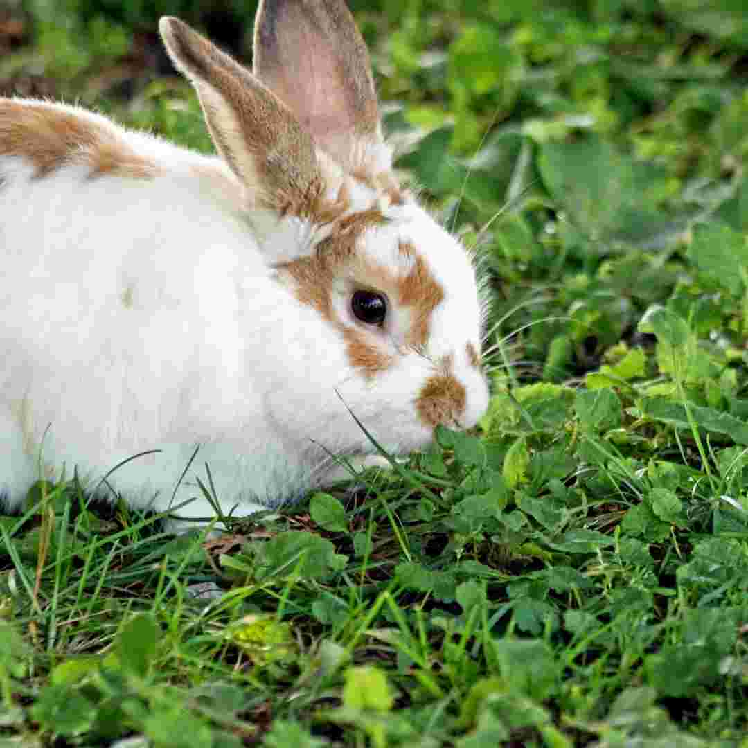 difference between a rabbit and a plum