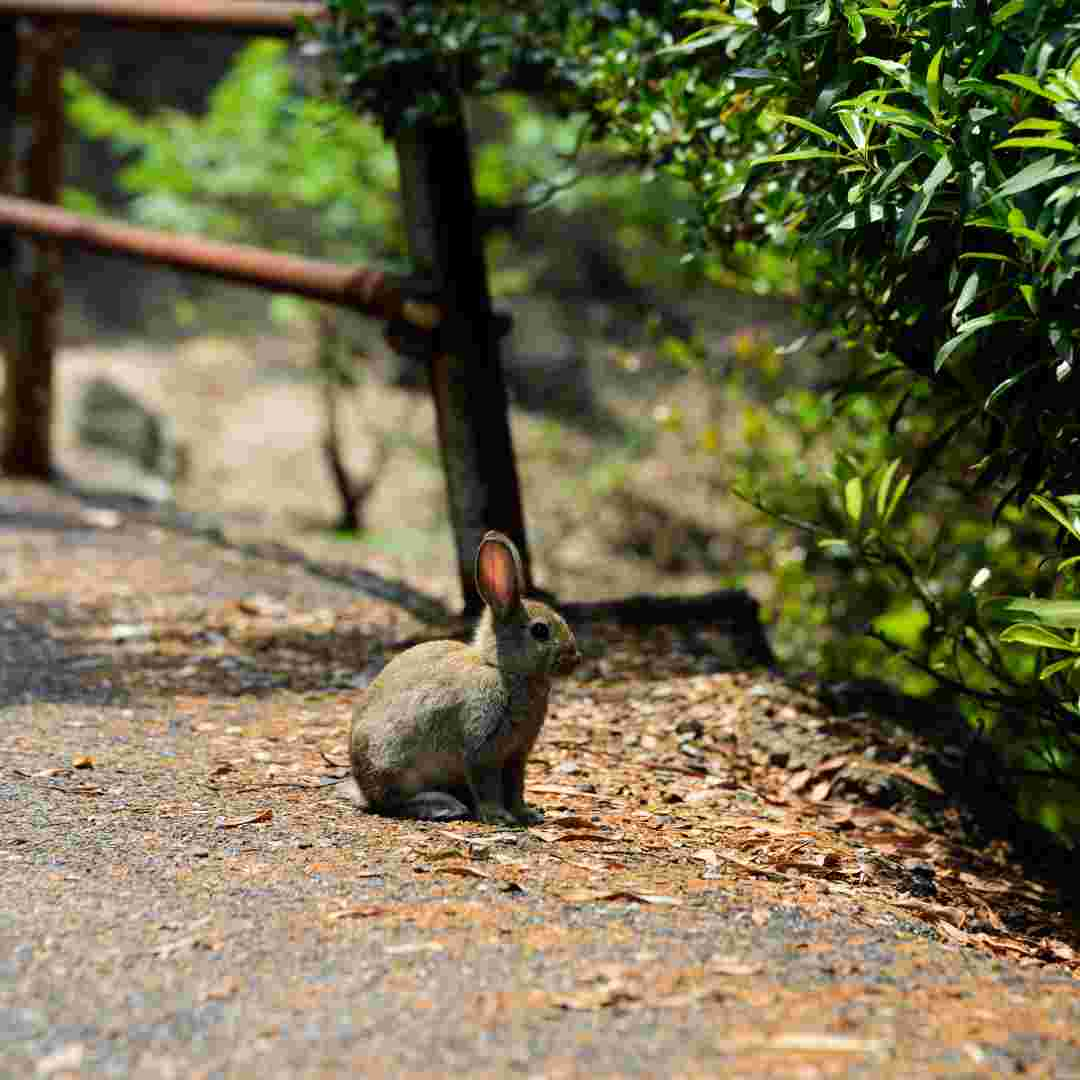 difference between a rabbit and a plum