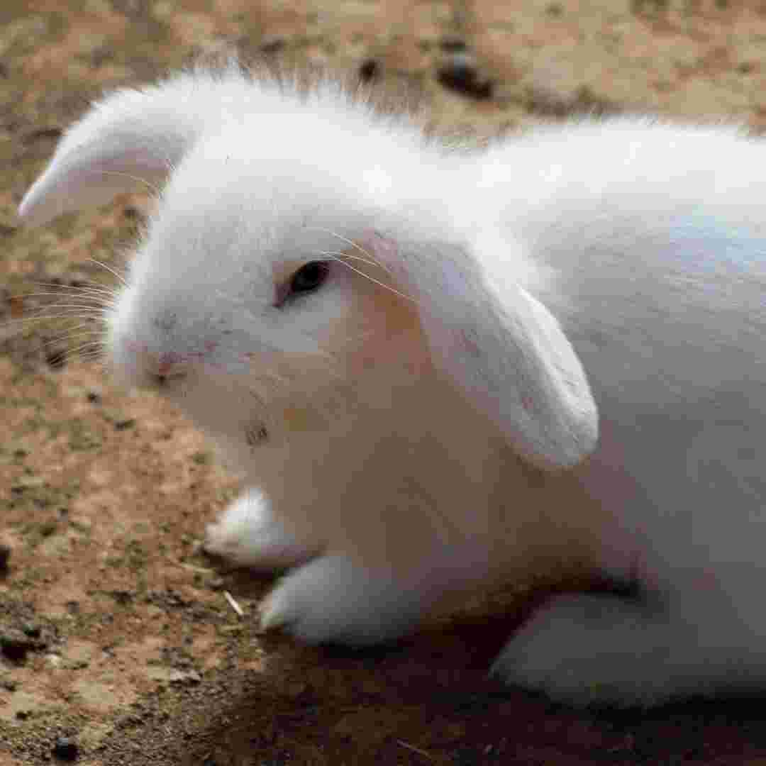 what causes rabbits to eat their babies