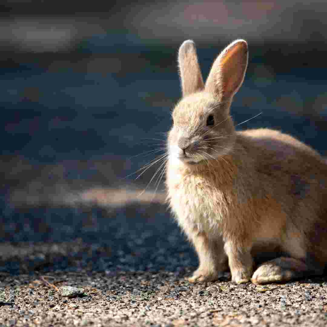 what causes rabbits to eat their babies