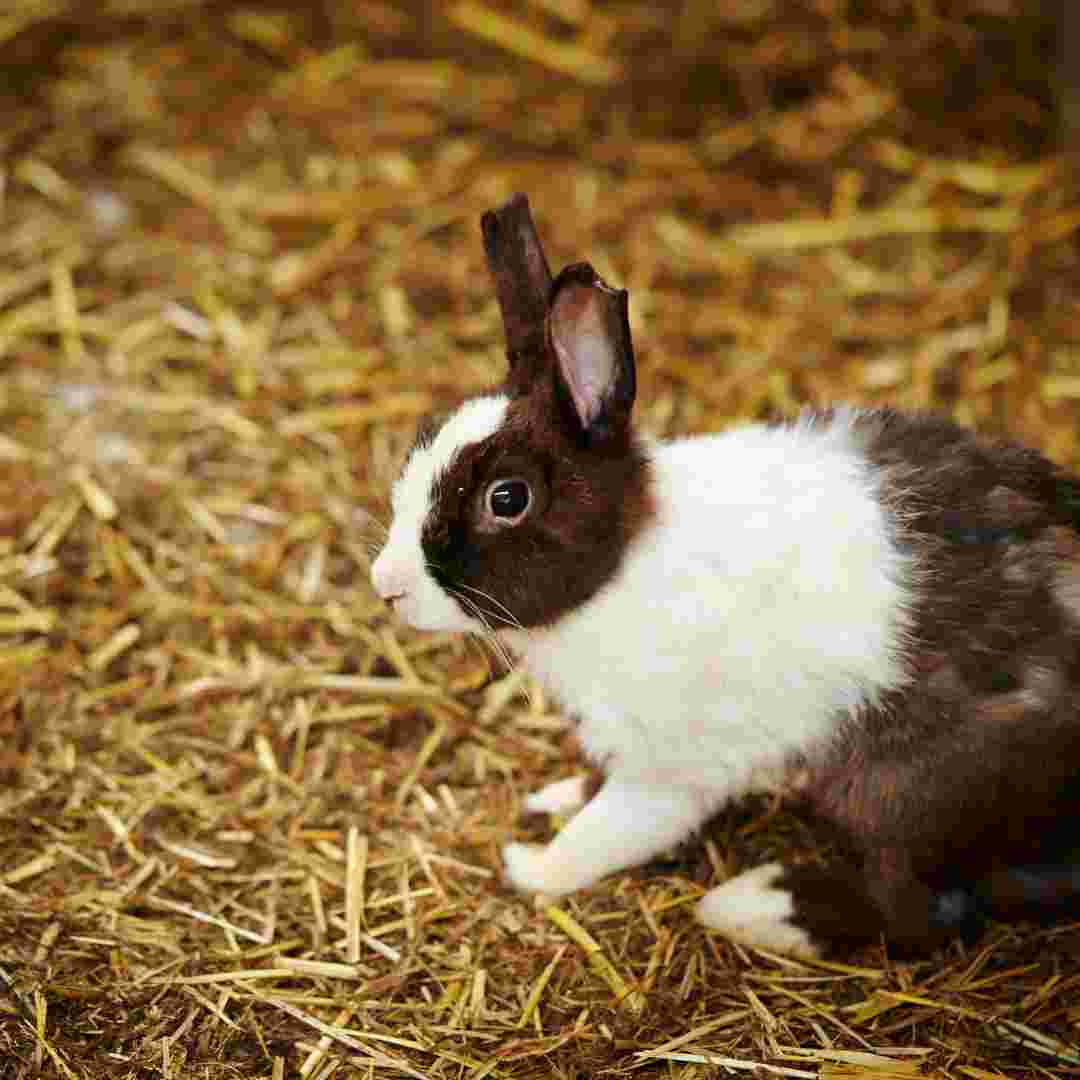 do rabbit need vaccination