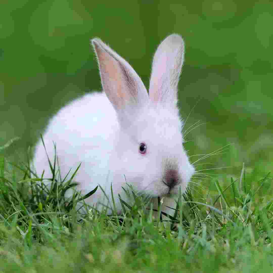 do rabbit need vaccination