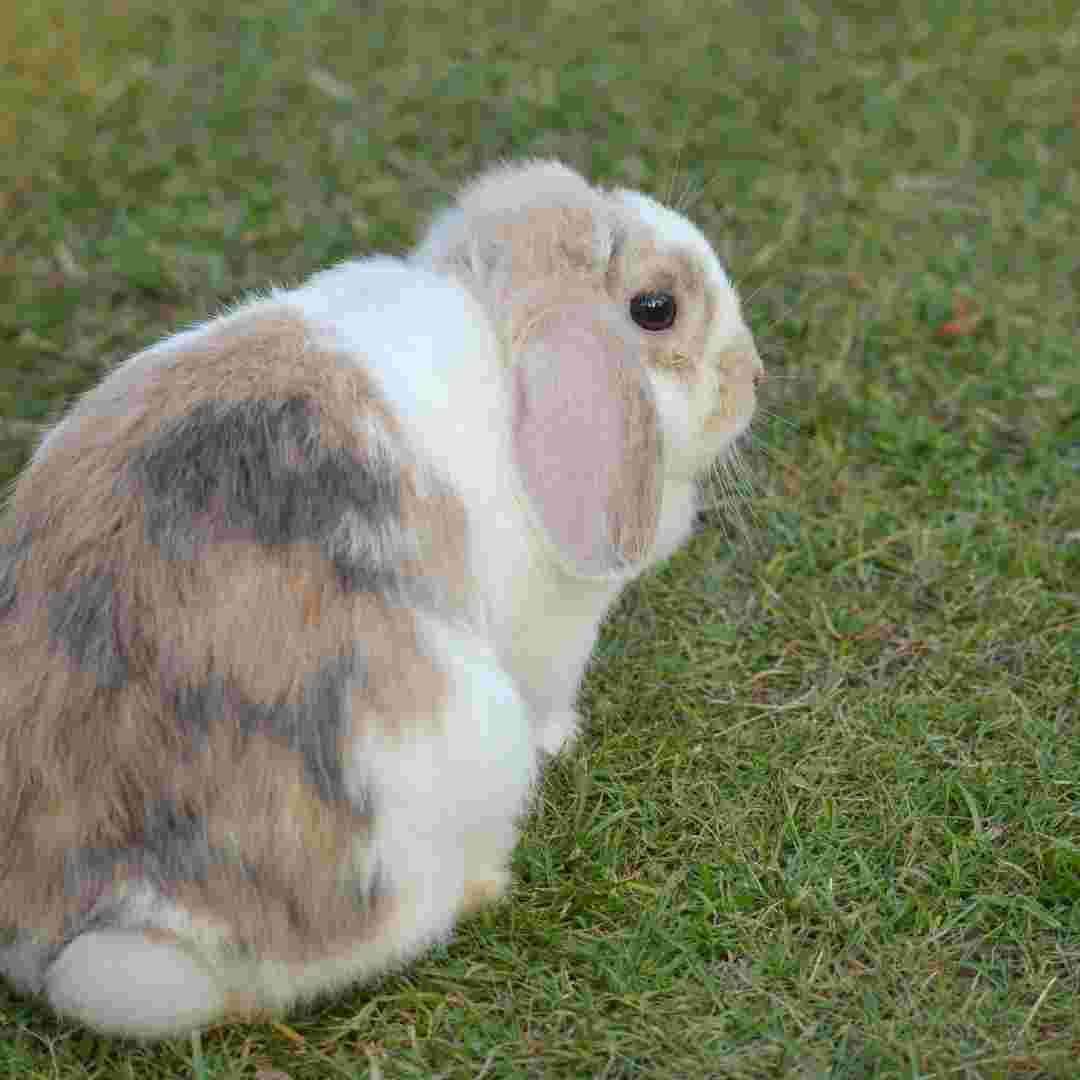 is rabbit poop toxic