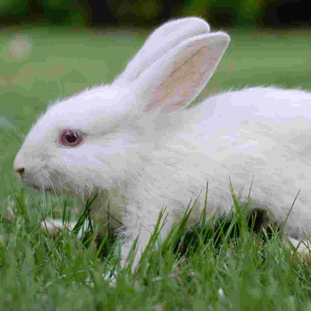 is rabbit poop toxic