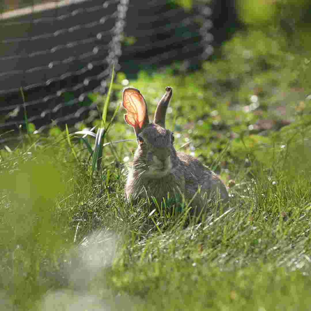 do you need to cut rabbits nails