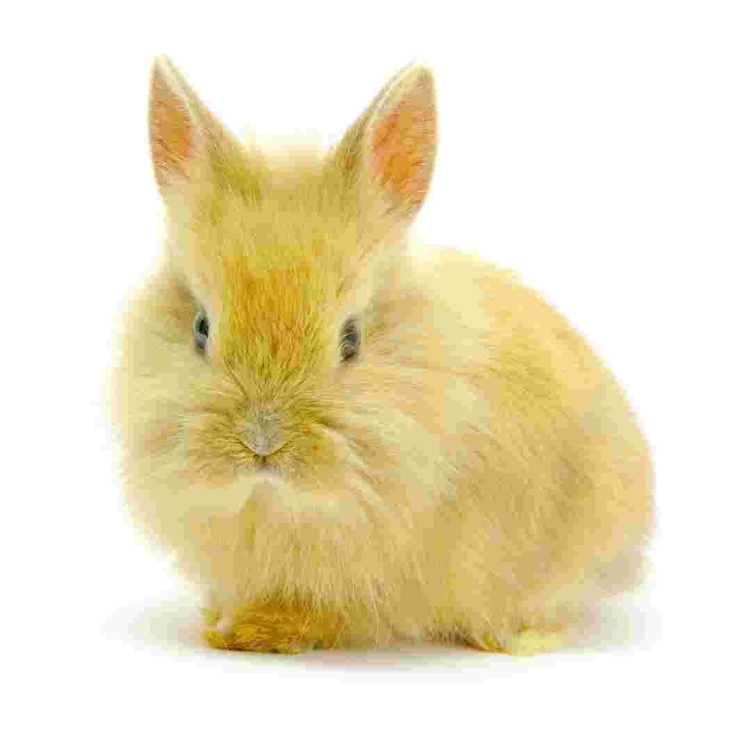 which rabbit is best for pet