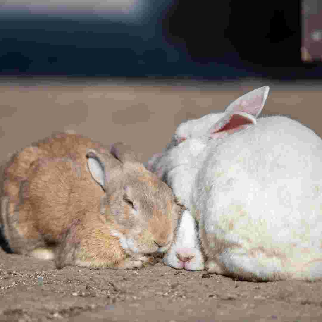 which rabbit is best for pet