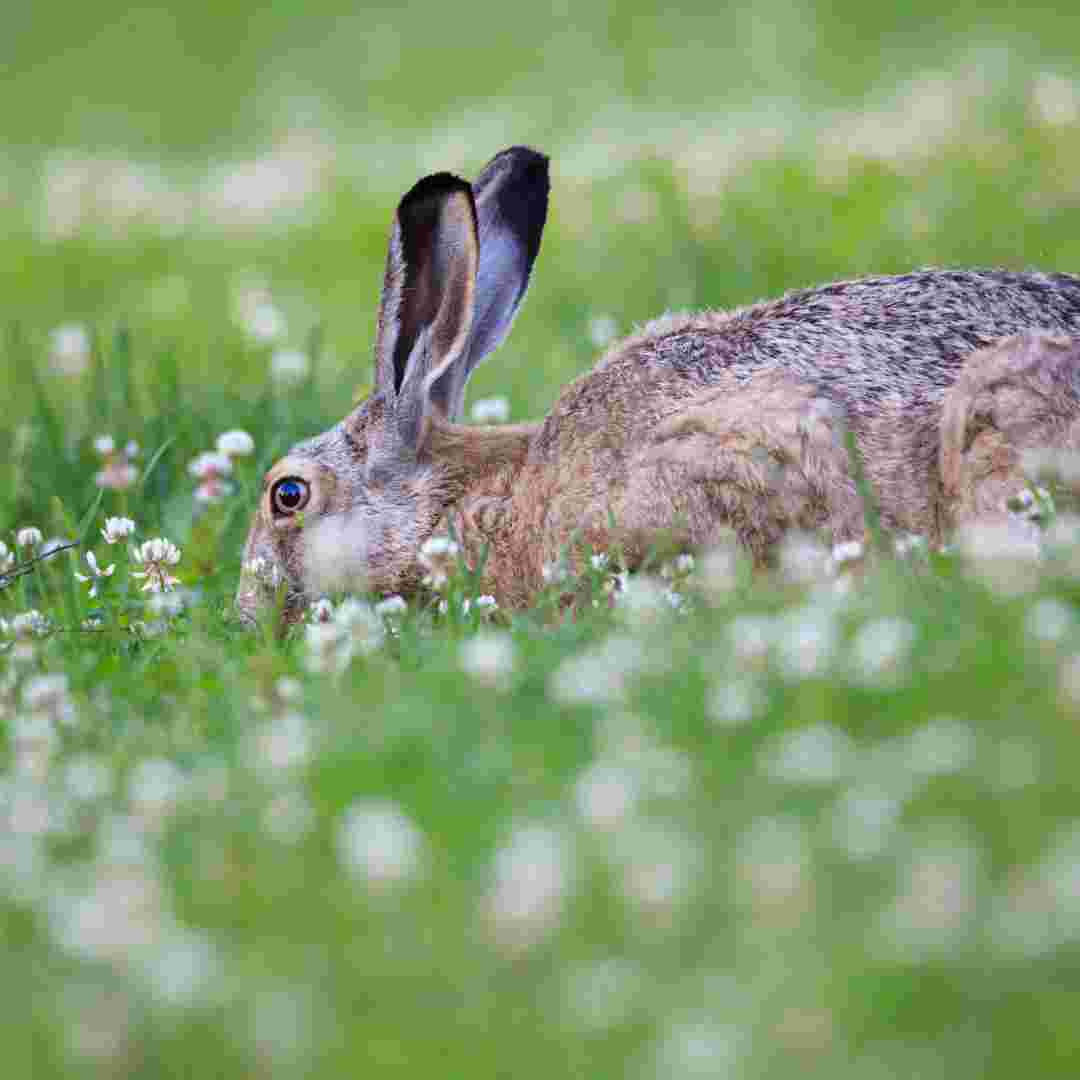 rabbit problem in garden