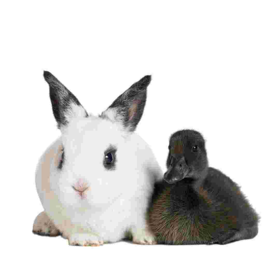 rabbit or duck meaning