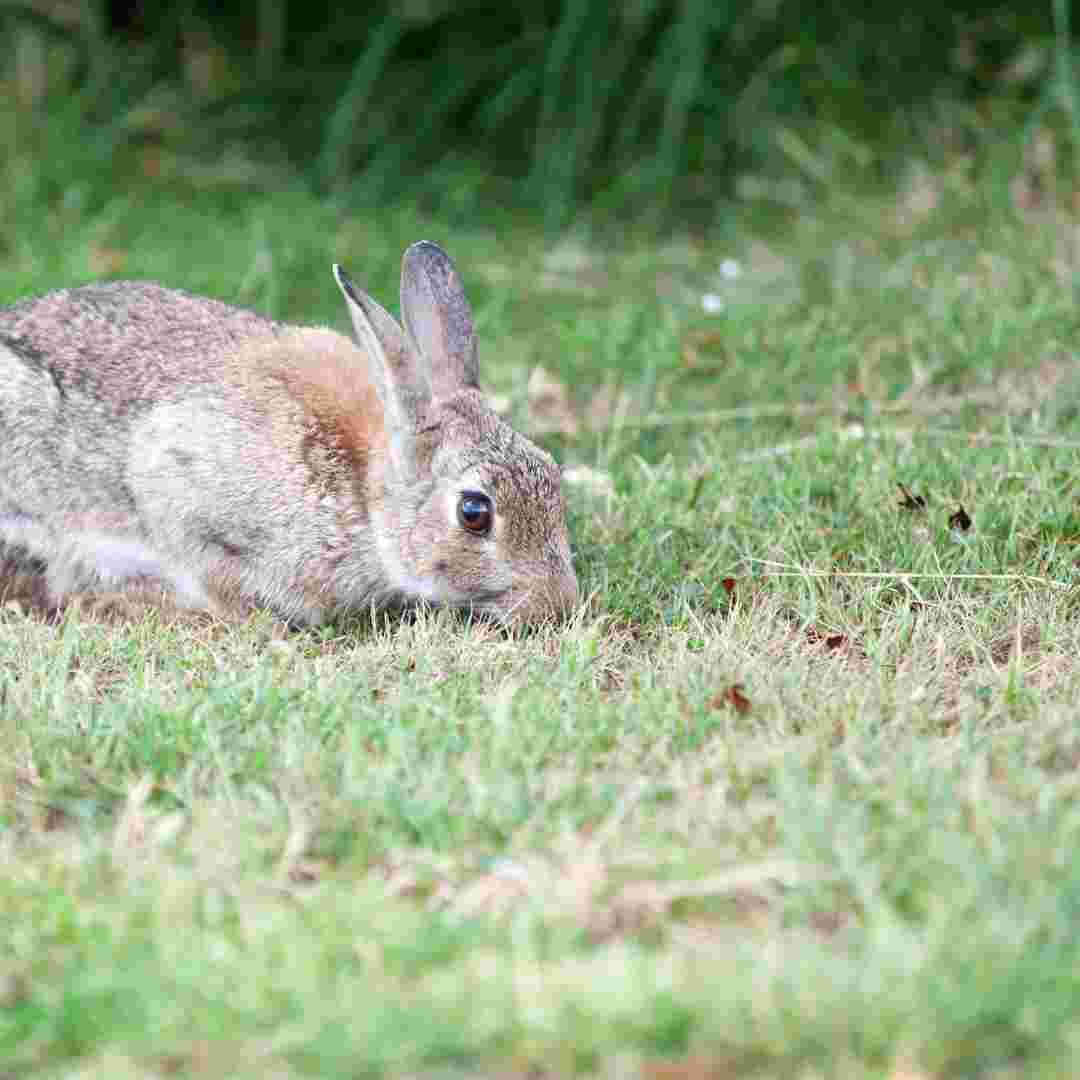 what grass rabbits eat