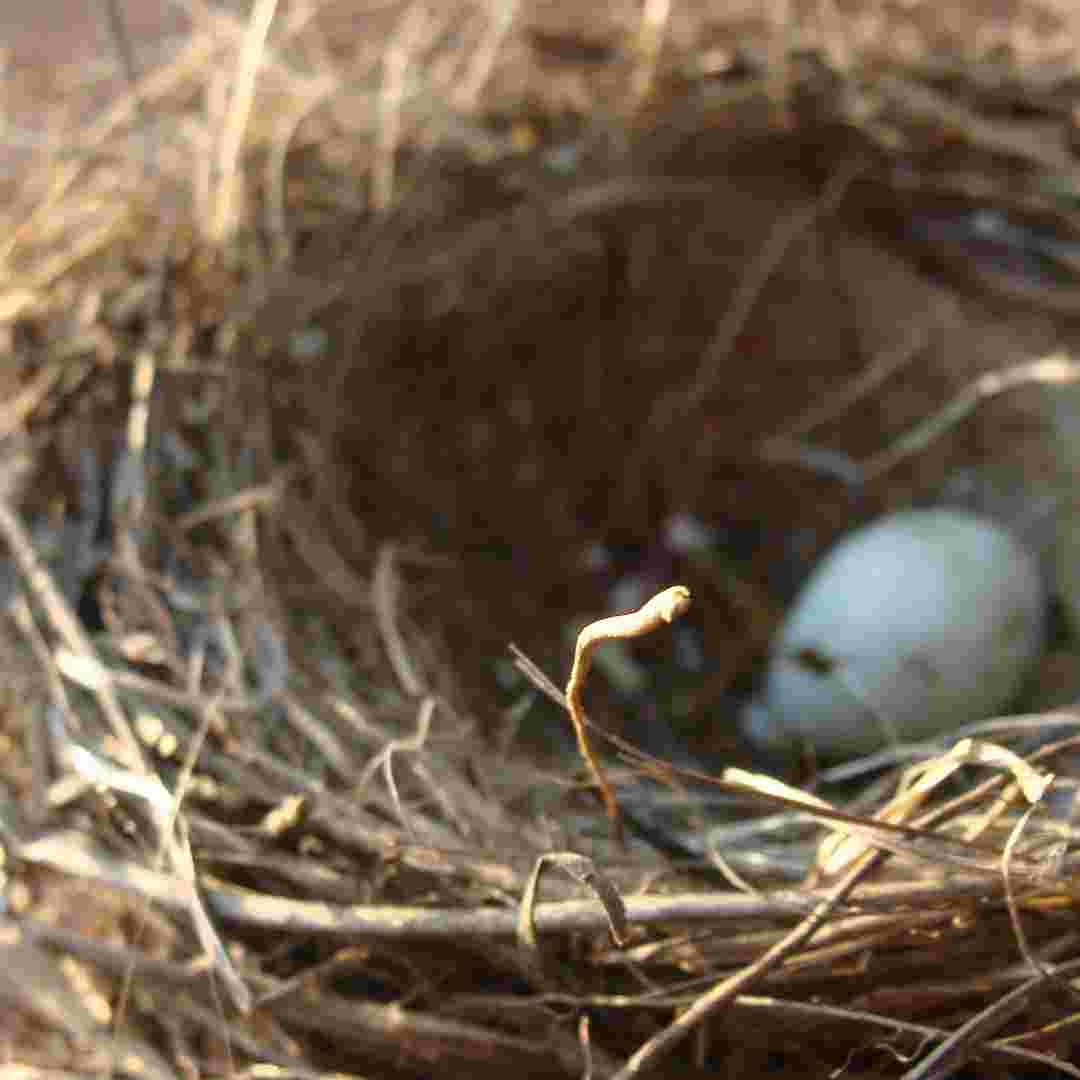 diy rabbit nesting box