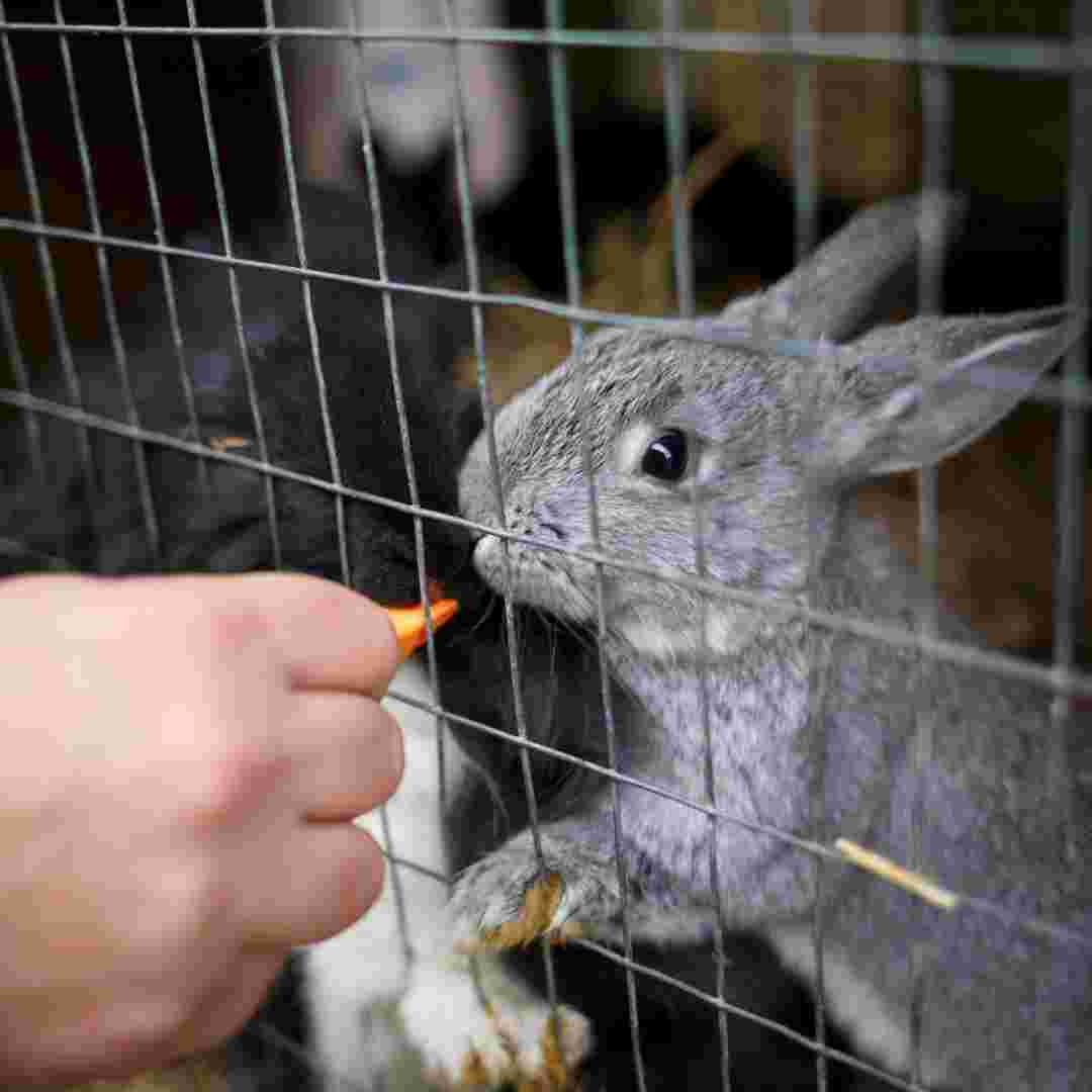 how to rabbit proof a fence