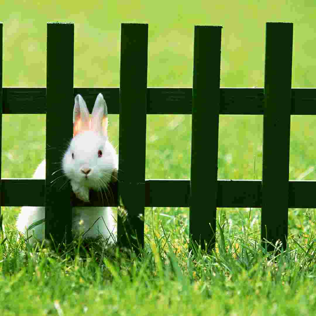 how to rabbit proof a fence