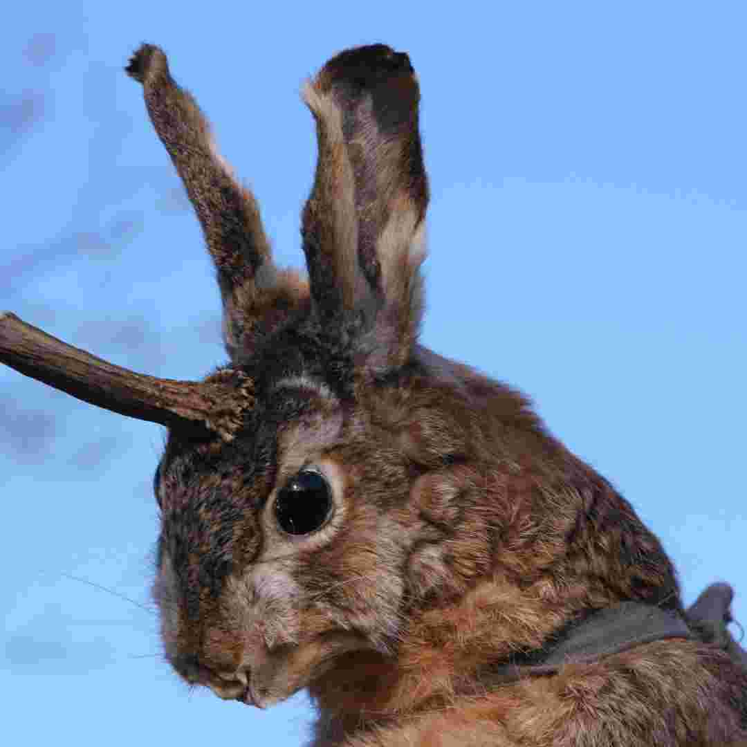 what rabbits have antlers