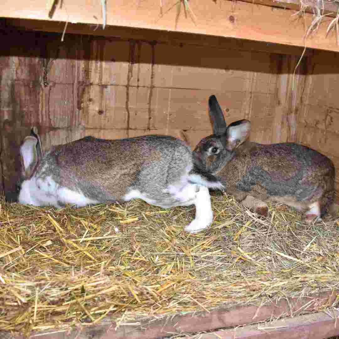 what rabbits have antlers