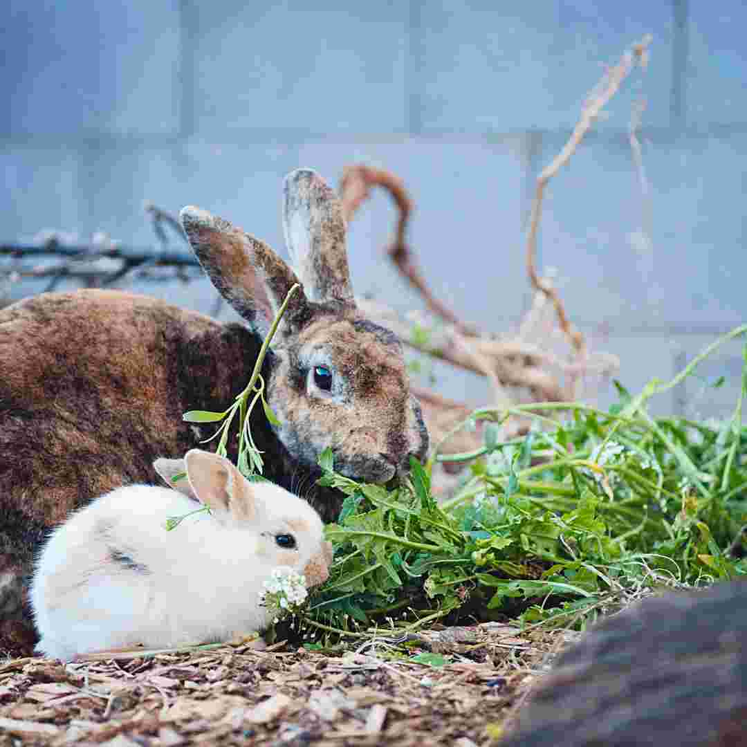 what greens rabbits can eat