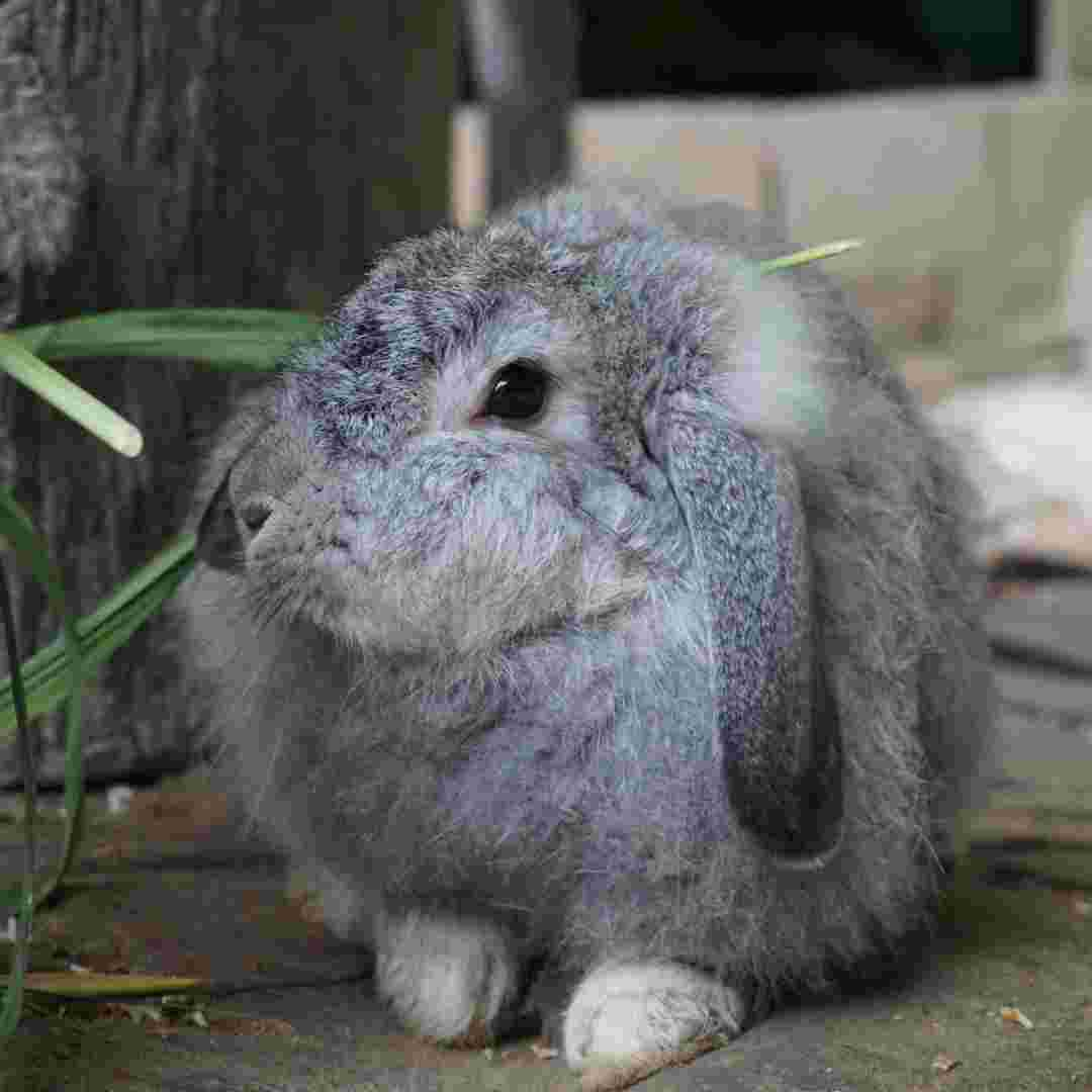 diy rabbit hay feeder