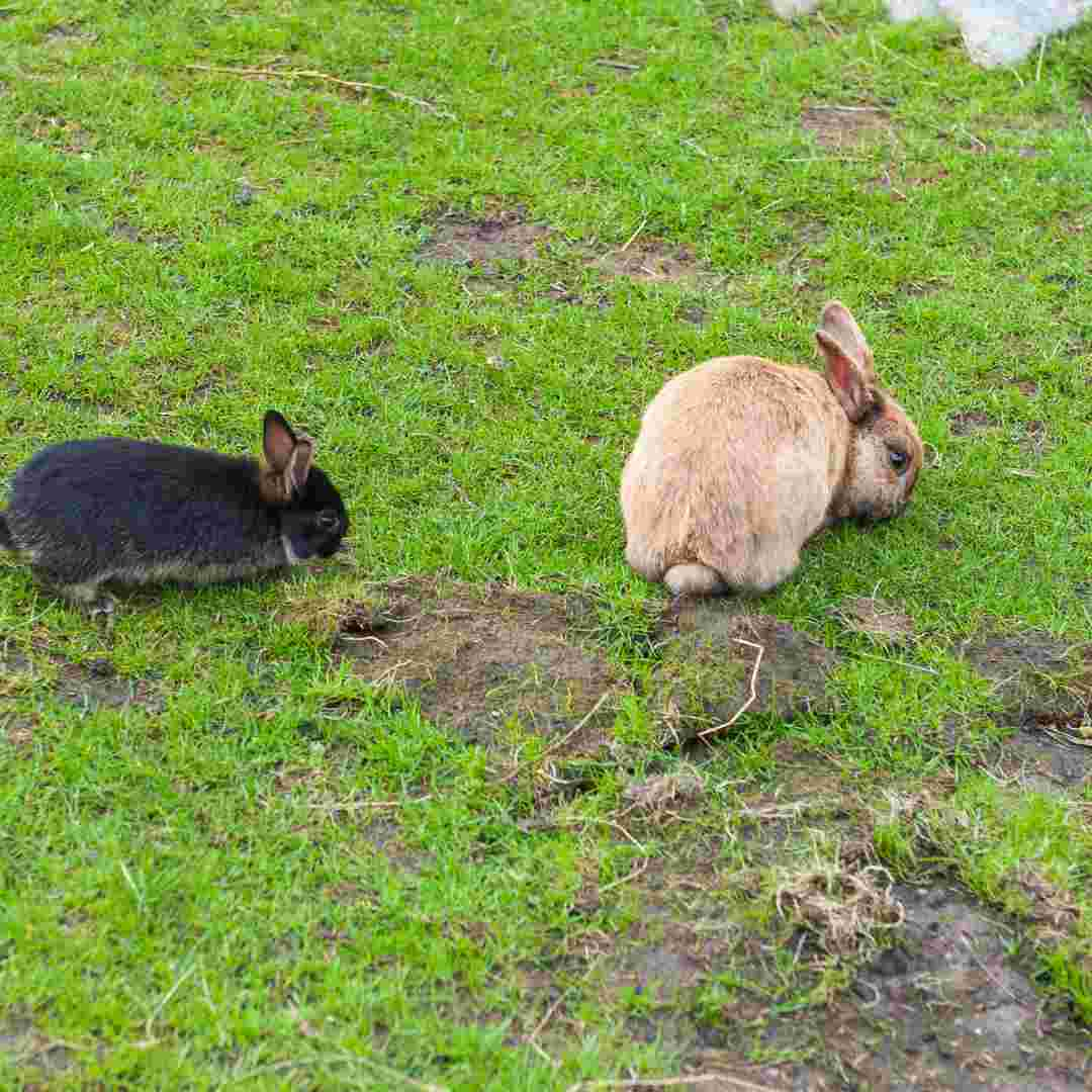 diy rabbit hay feeder