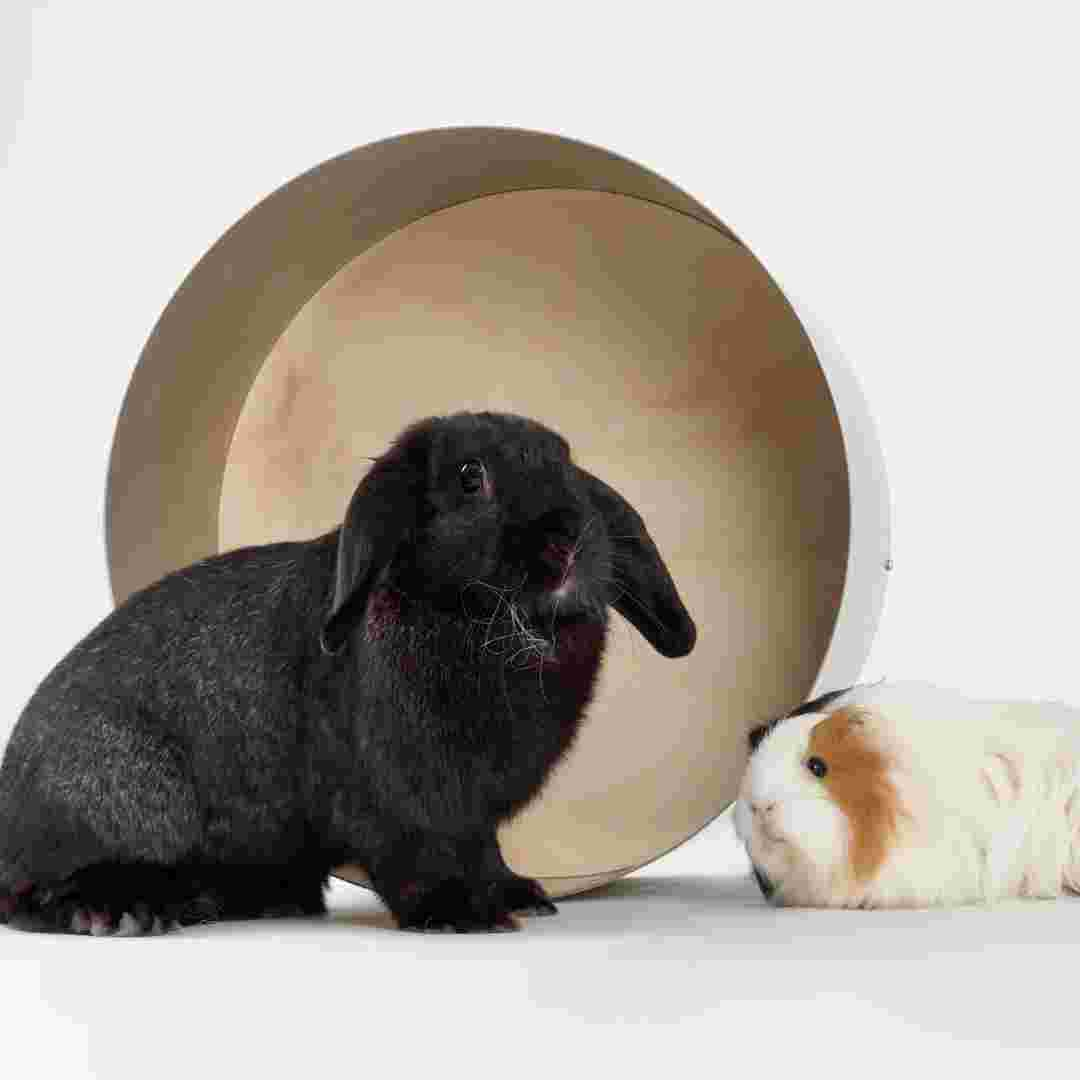 are bunnies or guinea pigs better