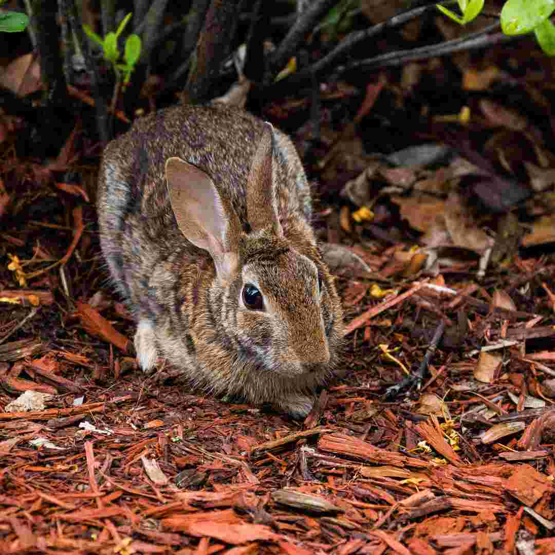 rabbit problem in yard