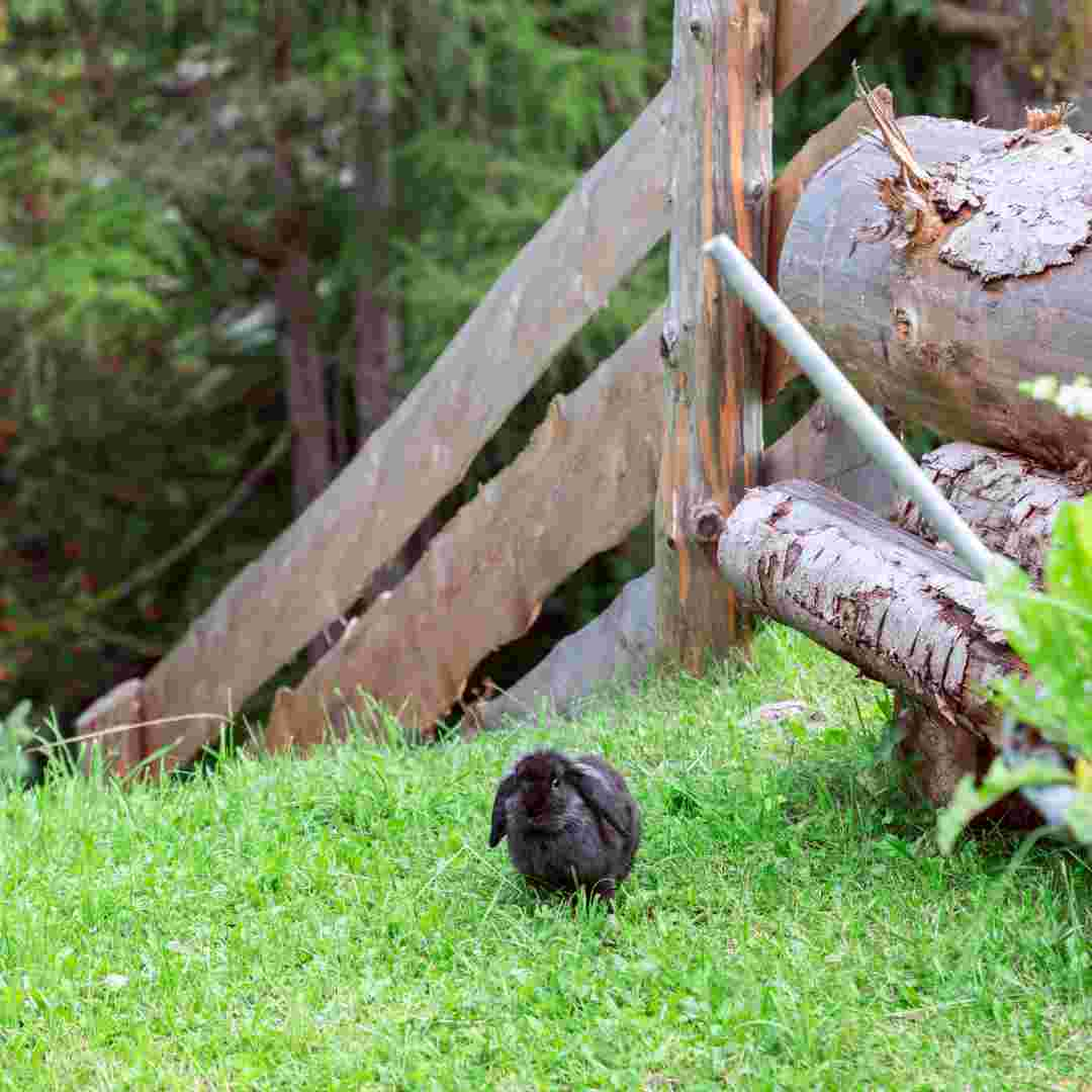 rabbit problem in yard