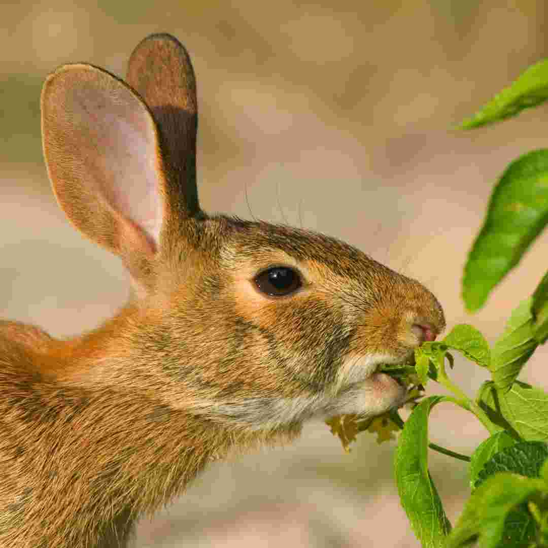 how to rabbit proof a garden