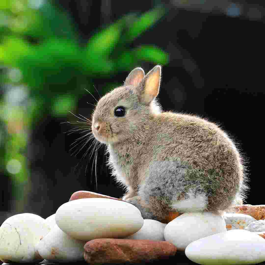 how to make rabbit treats