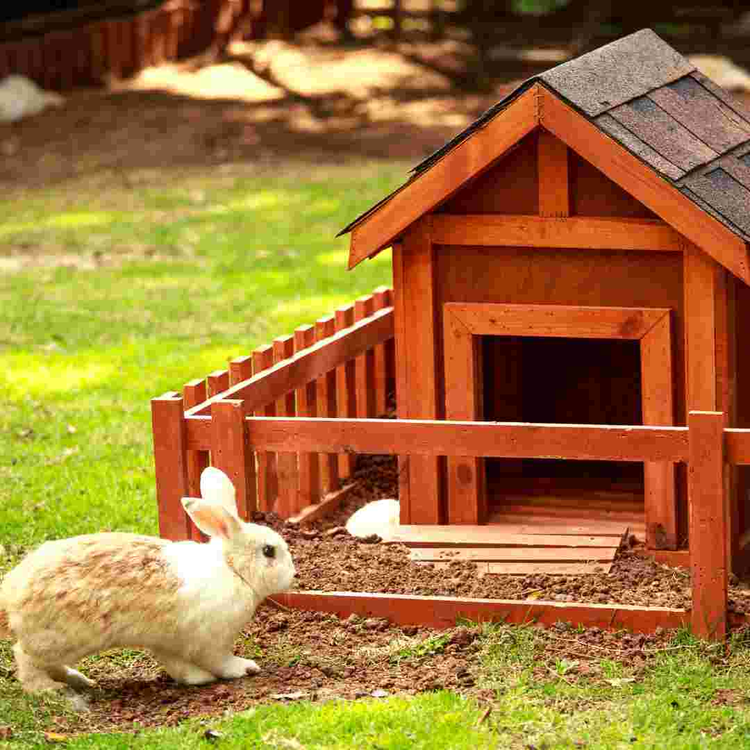 what rabbits make the best pets