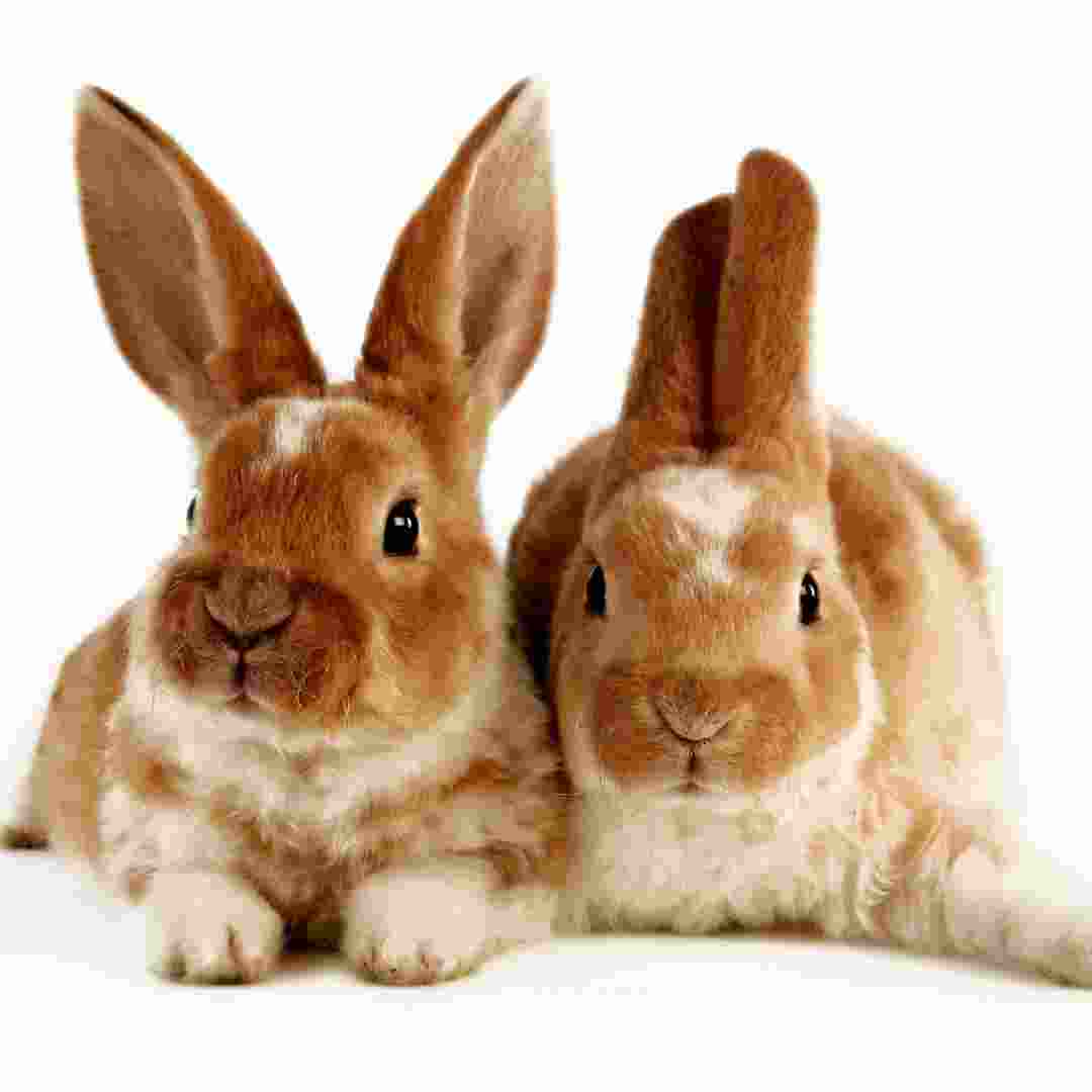 which rabbit doesn't have a twin