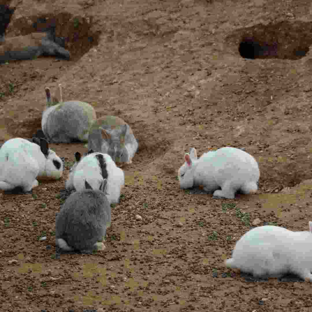 rabbit problem in new zealand