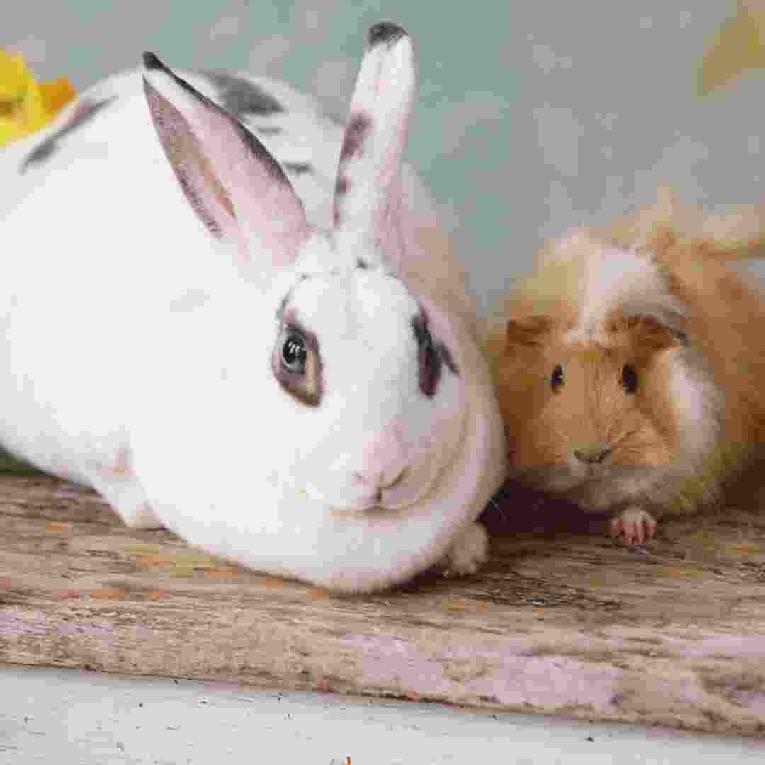 rabbit or guinea pig