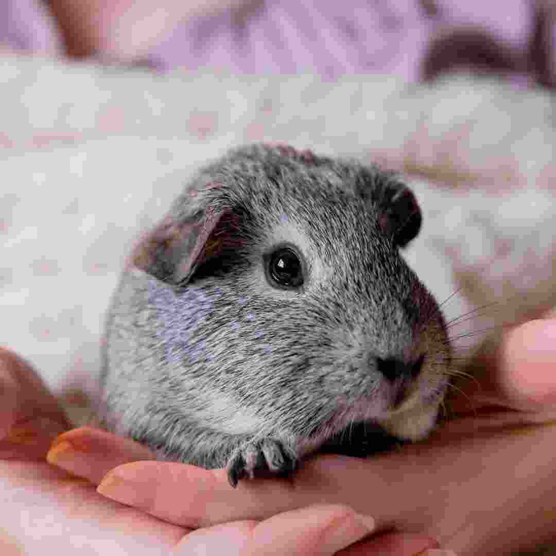 rabbit or guinea pig