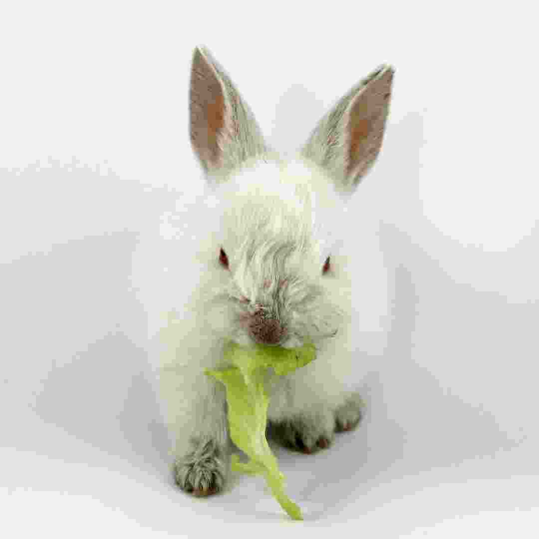 why can rabbits not eat lettuce