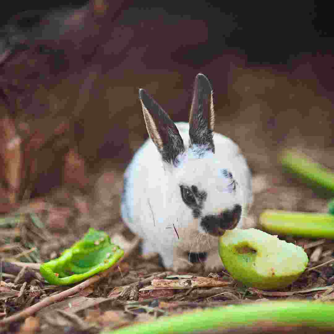 what rabbits can eat