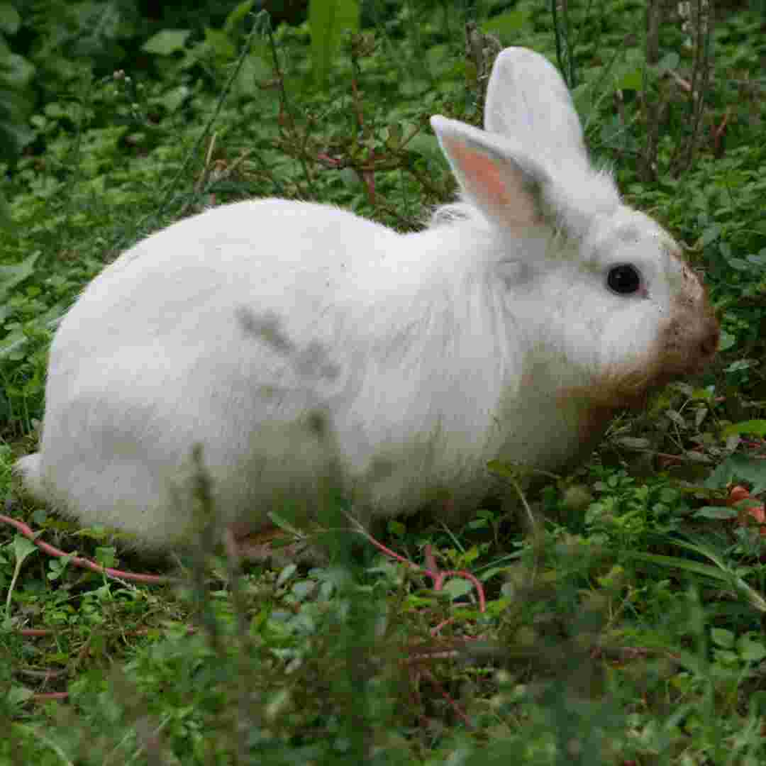 what causes rabbit diarrhea